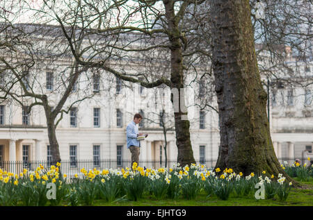 Artista prefigurare i narcisi in St James Park, Londra, Inghilterra Foto Stock