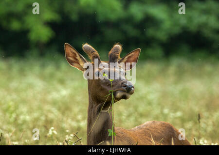 Elk nel Parco Nazionale di Great Smoky Mountains Foto Stock