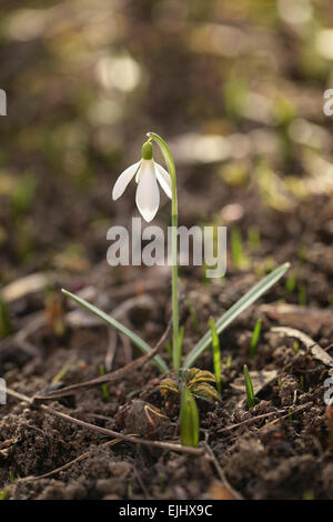 Unico fiore snowdrop close up foto con molto superficiale la messa a fuoco Foto Stock