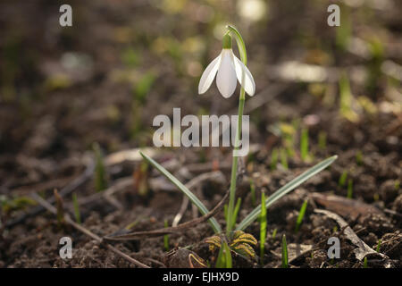 Unico fiore snowdrop close up foto con molto superficiale la messa a fuoco Foto Stock