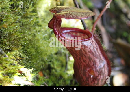 Monkey brocca Nepenthes noto anche come lanciatore tropicali piante o tazze di scimmia, è un genere di piante carnivore Foto Stock
