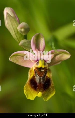 Wild Orchid Sawfly flower - Ophrys tenthredinifera Foto Stock