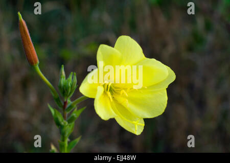 A FIORE GRANDE SERATA-primrose (Oenothera glazioviana / Oenothera erythrosepala) in fiore Foto Stock