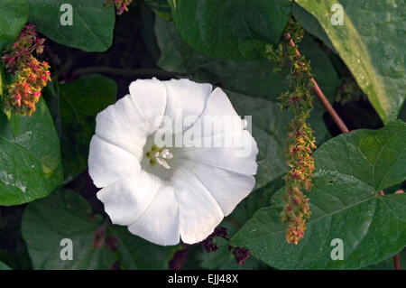 Maggiore centinodia / hedge centinodia / bugle vigna (Calystegia sepium / Convolvulus sepium) in fiore Foto Stock