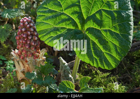 Comuni / butterbur bog rabarbaro / la peste al mosto di malto (Petasites hybridus / Petasites officinalis) foglie e infiorescenza Foto Stock