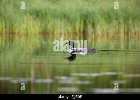 Loon comune di nuoto in Wisconsin settentrionale del lago Foto Stock