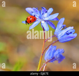 Coccinella singolo su fiori viola in primavera Foto Stock