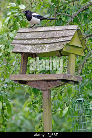 Gazza appollaiato sulla cima della tabella di uccelli, formato ritratto. 2002, Washington, West Sussex, Regno Unito Foto Stock