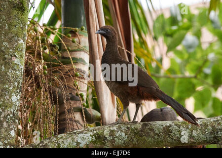Chiazzato chachalaca appollaiato su un albero di palma Foto Stock