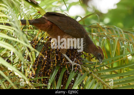 Chiazzato chachalaca alimentazione su Palm tree bacche Foto Stock