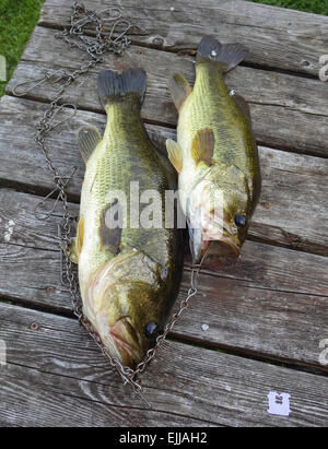 Il lago di bass catturati nel lago Sharbot, Ontario, Canada Foto Stock