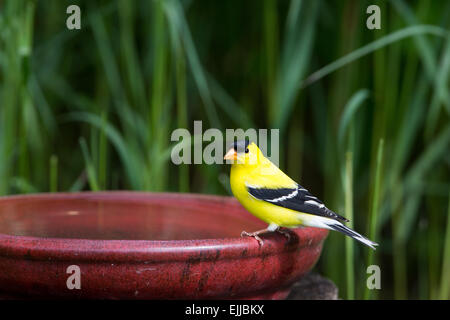 American maschio cardellino appollaiato su un Bagno uccelli Foto Stock