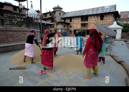 Le donne nepalesi la trebbiatura del grano in modo tradizionale presso il cortile di Rato Machhendranath tempio del dio patrono di Patan nel villaggio di Bungamati un tradizionale Newar città nel distretto di Lalitpur, Nepal. Foto Stock