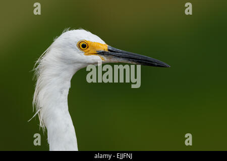 Snowy Garzetta (Egretta thuja) ritratto al Ogle Seawall, Guyana Foto Stock