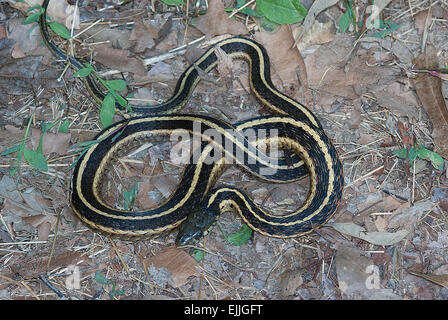 Giarrettiera orientale Snake, Thamnophis sirtalis sirtalis, rettile, snake, North American rettile, colubrid snake Foto Stock