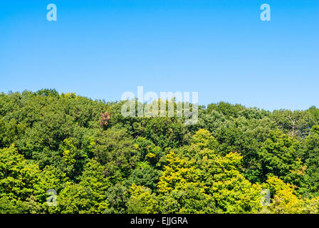 Lussureggiante foresta verde albero linea contro il cielo blu e chiaro. Foto Stock