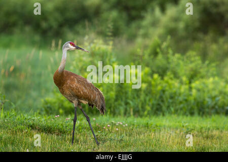 Sandhill crane Foto Stock