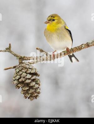 Un oro americano finch appollaiato dopo una tempesta di neve nel nord Carolina. Foto Stock
