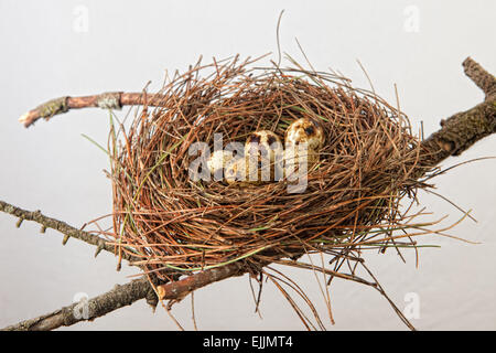 Nido di uccelli fatte di pino aghi con uova di quaglia. Isolato su sfondo bianco e posto oltre il ramo di albero Foto Stock