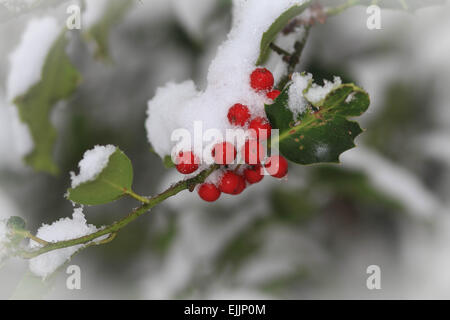 Holly Bacche di neve Foto Stock