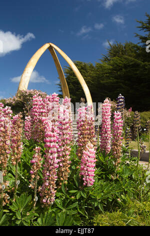 Falkland Port Stanley, lupini in crescita in Cristo nella Chiesa Cattedrale da giardino whalebone arch Foto Stock