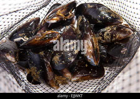 Crudo fresco cozze sulla loro rete. Isolato su uno sfondo bianco Foto Stock