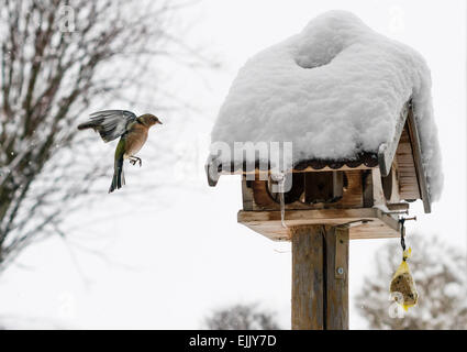 Un uccello (finch) si appresta a terra a una coperta di neve bird feeder a prelevare alcuni semi. Foto Stock