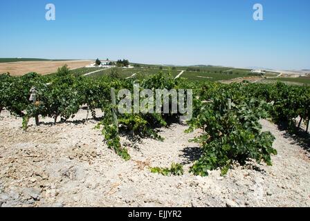 Filari di viti in un vigneto vicino a Jerez de la Frontera, la provincia di Cadiz Cadice, Andalusia, Spagna, Europa occidentale. Foto Stock