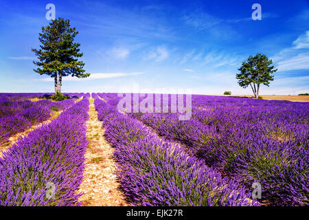 Campo di lavanda in Provenza, nei pressi di Sault, Francia Foto Stock