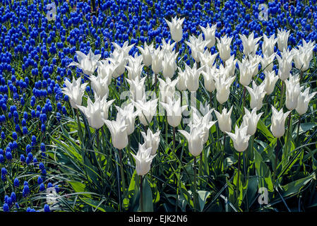 Letto floreale withwhite tulipani (Tulipa) nel tempo a molla Foto Stock