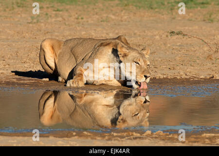 Leonessa (Panthera leo) bere a waterhole, deserto Kalahari, Sud Africa Foto Stock