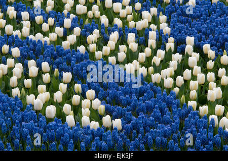 Giacinto blu e bianco i tulipani Foto Stock