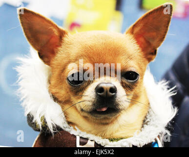 Splendido piccolo cane vestito in abiti invernali. Foto Stock