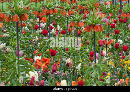 Frittilaria con tulipani e pansies Foto Stock