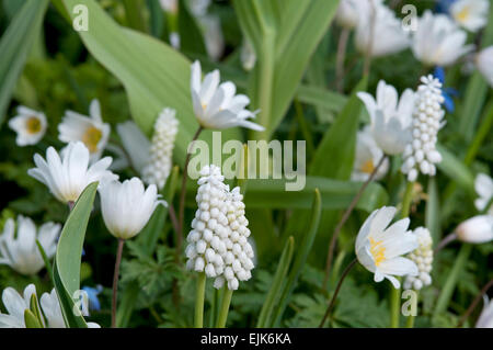 Uva bianca giacinto e anemone Foto Stock