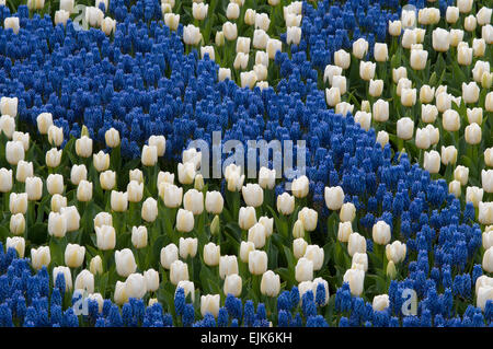 Giacinto blu e bianco i tulipani Foto Stock