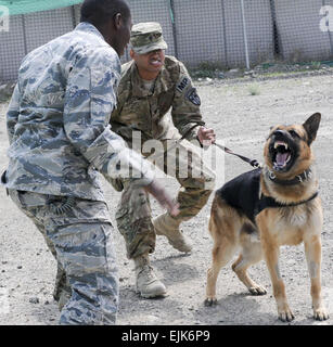 Stati Uniti Army Spc. Marc Whittaker, con il 529th Polizia Militare società collegata e un nativo di Livingston, Texas, trattiene il suo lavoro militari cane Anax mentre U.S. Air Force Senior Airman Erin Simes, un gestore di canino attaccata alla Task Force Duca e un nativo di Robins Air Force Base, Ga., agisce come esca durante un fine di guinzaglio trapano a inoltrare una base operativa Salerno, Afghanistan, Aprile 5. Essi condotte tre porzioni di formazione di rilevamento, di obbedienza e di competenze di pattuglia.Gli scenari integrati di vita reale distracters come una voce il team per ottenere il cane abituati a tali distrazioni Foto Stock