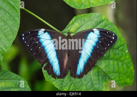 Helenor morpho, morfo helenor, Neotropical parco butterfly, Suriname Foto Stock