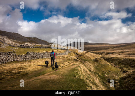 Direzione in alto il percorso Ingleborough da Ingleton in primavera con una persona a piedi due nero labrador cani REGNO UNITO Foto Stock