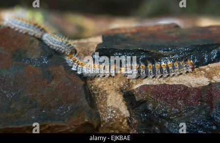 Pine Processionary larve marciando in modo caratteristico, Sierra Fría primavera naturale, Caceres, Spagna Foto Stock
