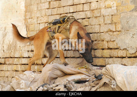 Un U.S. Esercito militare cane da lavoro, Andy, ricerche tra le macerie e cestino al di fuori di un edificio di destinazione, durante un' operazione congiunta con l'esercito iracheno e DEGLI STATI UNITI Soldati del 5° Stormo, 73rd reggimento di cavalleria, 3° Brigata Team di combattimento, ottantaduesima Airborne Division, in Rusafa orientale, Baghdad, Iraq, il 28 febbraio. I soldati sono alla ricerca di armi la cache e i ribelli mirata. Foto Stock