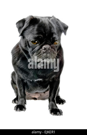 Black pug, seduta Foto Stock
