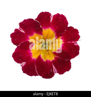 Primula rosa con gocce di rugiada Foto Stock