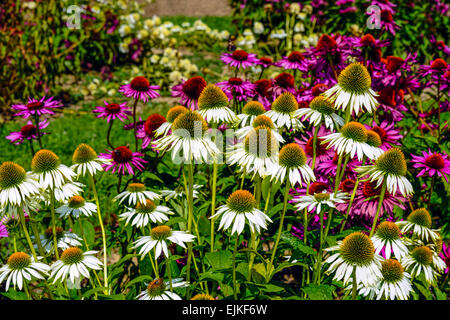 Bianco (Echinacea Echinacea purpurea "Alba") nella parte anteriore del Purple Coneflower (Echinacea purpurea) Foto Stock