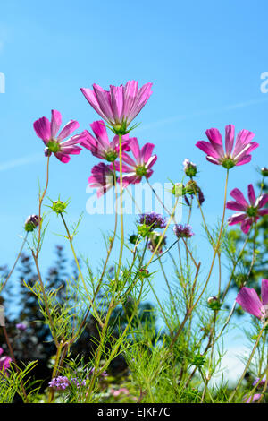 Giardino Cosmo o messicano Aster (Cosmos bipinnatus) contro un cielo blu Foto Stock