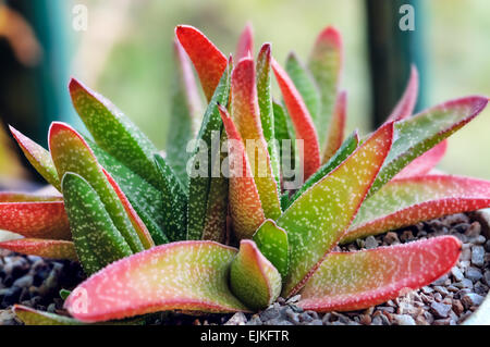 Aloe Vera pianta pentola di creta in interni a scopo decorativo e di uso medicinale Foto Stock