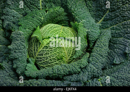 Una piena organica Curly cavolo verde vicino fino Foto Stock