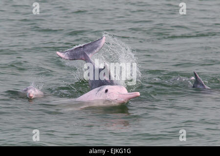 Il cinese White Dolphin, Sousa chinensis Indo-pacifico humpback delfini giocare in Hong Kong Foto Stock
