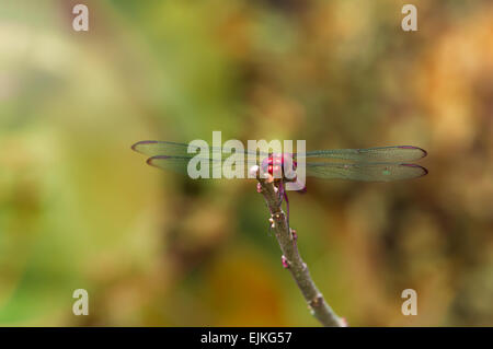 Appoggio dragonfly close up Foto Stock