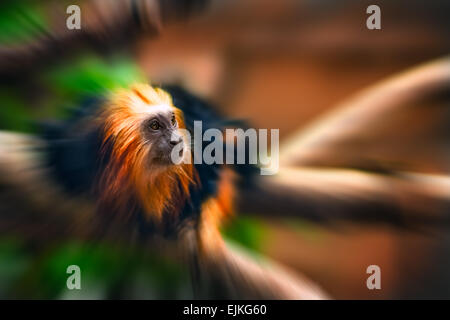 Tamarin scimmia dorata ritratto effetto zoom Foto Stock